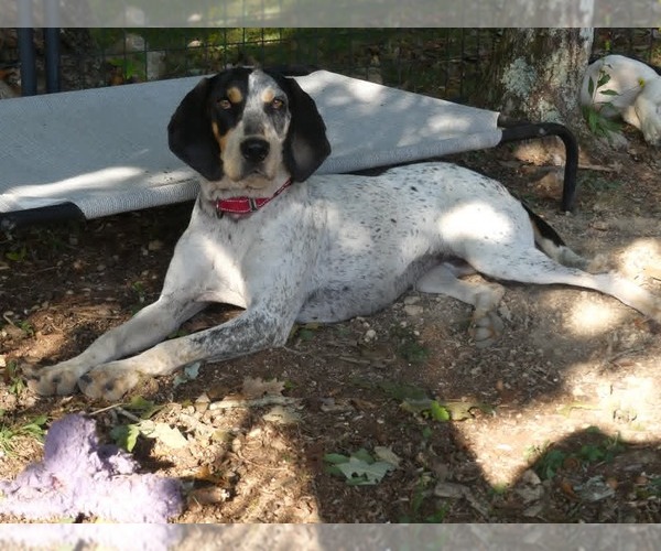 Medium Photo #1 Coonhound-Unknown Mix Puppy For Sale in Monterey, VA, USA
