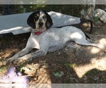 Small Coonhound Mix