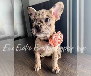 French Bulldog Puppy for sale in PLANTATION, FL, USA