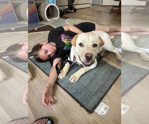 Labrador Retriever-Unknown Mix Dogs for adoption in Woodbury, NY, USA