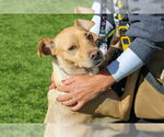 BELLA - Female Mutt Dog for Adoption - Small photo