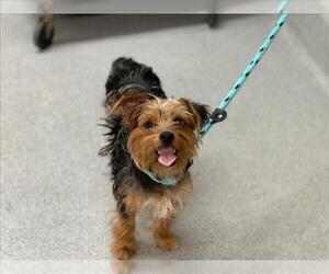 Mutt Dogs for adoption in Rancho Cucamonga, CA, USA