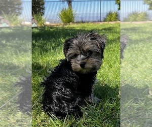 Yorkshire Terrier Puppy for Sale in SANTA CLARITA, California USA