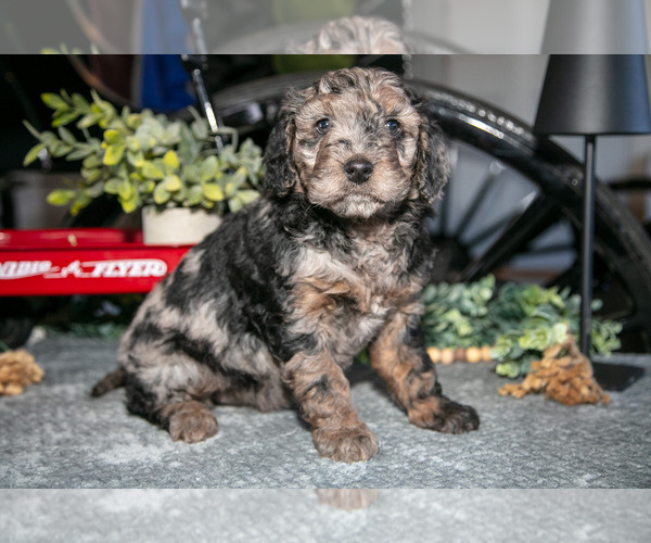 Medium Photo #1 Labradoodle-Poodle (Miniature) Mix Puppy For Sale in MIDDLEBURY, IN, USA