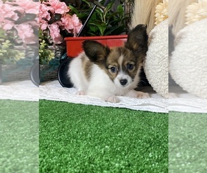Papillon Puppy for sale in CANOGA, NY, USA