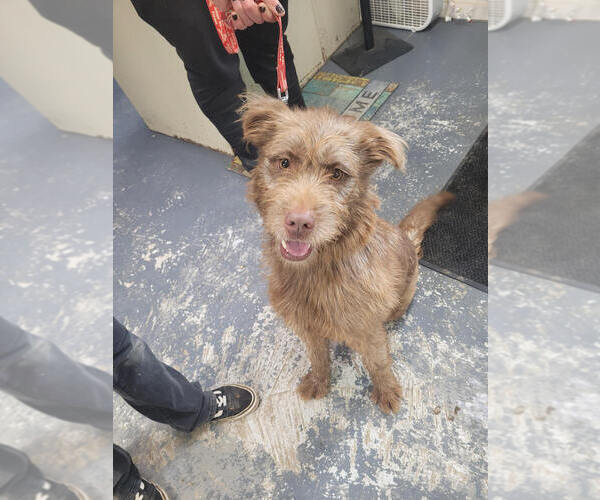 Medium Photo #1 Mutt Puppy For Sale in Linton, IN, USA