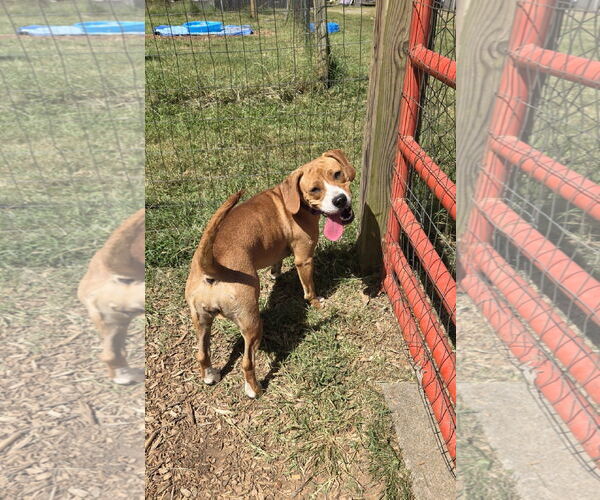 Medium Photo #13 Beagle-Unknown Mix Puppy For Sale in Rustburg, VA, USA