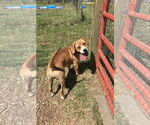 Small Photo #13 Beagle-Unknown Mix Puppy For Sale in Rustburg, VA, USA