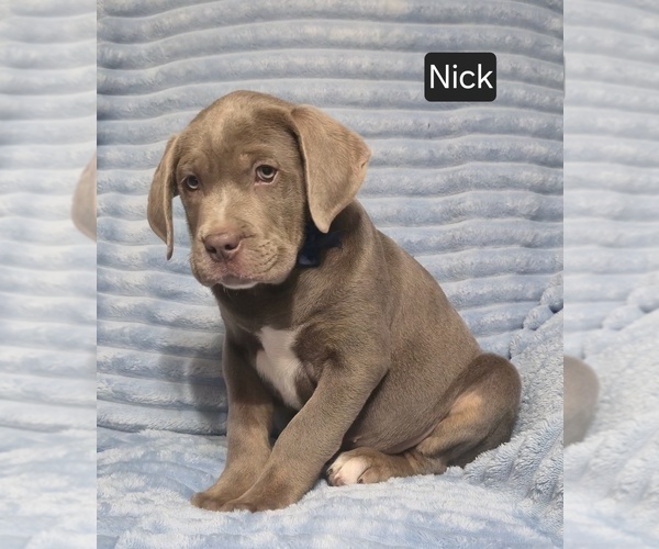 Medium Photo #12 Cane Corso Puppy For Sale in MINERAL WELLS, WV, USA