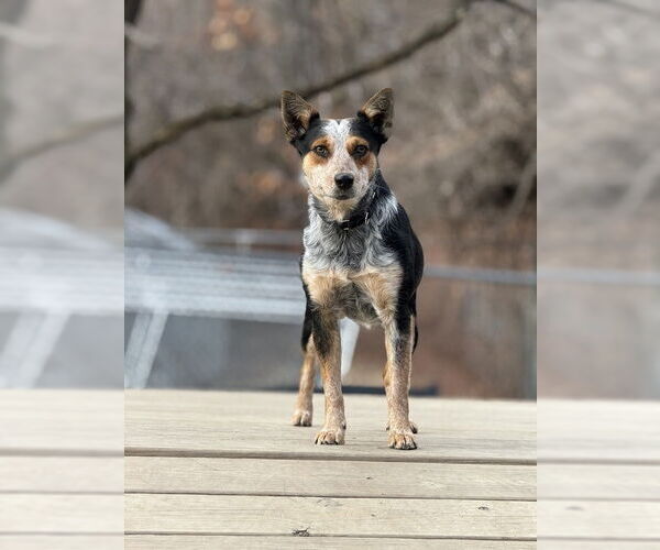 Medium Photo #4 Mutt Puppy For Sale in Elmsford, NY, USA