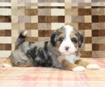 Small #1 Bernedoodle (Miniature)