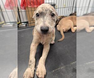 Black Mouth Cur-Labrador Retriever Mix Dogs for adoption in Corpus Christi, TX, USA