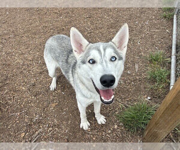 Medium Photo #1 Siberian Husky Puppy For Sale in McKinleyville, CA, USA