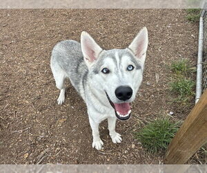 Siberian Husky Dogs for adoption in McKinleyville, CA, USA