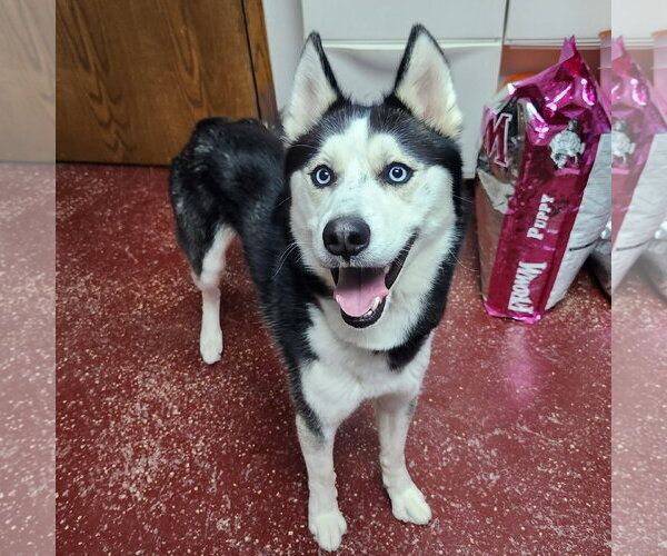 Medium Photo #3 Siberian Husky Puppy For Sale in Fargo, ND, USA