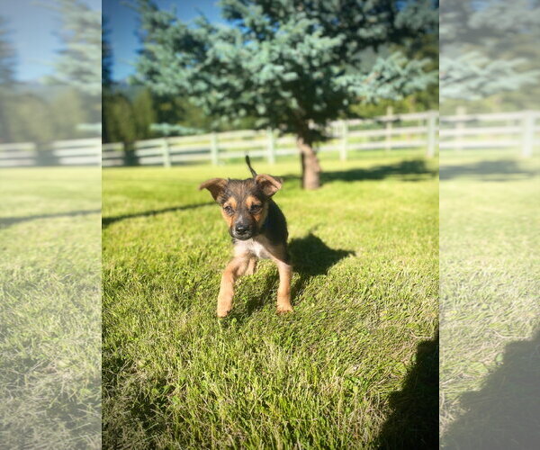 Medium Photo #2 Mutt Puppy For Sale in Polson, MT, USA