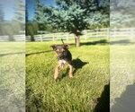 Small #1 Mutt
