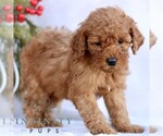 Small #1 Goldendoodle (Miniature)