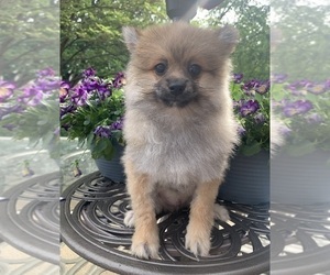 Pomeranian Puppy for sale in NOBLESVILLE, IN, USA