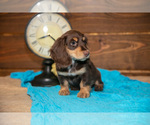 Small #2 Dachshund