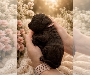 Medium Goldendoodle