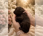 Puppy Pink Collar Goldendoodle