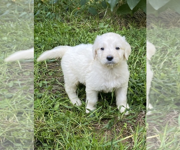 Medium Photo #11 Goldendoodle Puppy For Sale in WEAVERVILLE, NC, USA