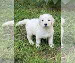 Small #10 Goldendoodle