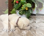 Small #4 Labrador Retriever
