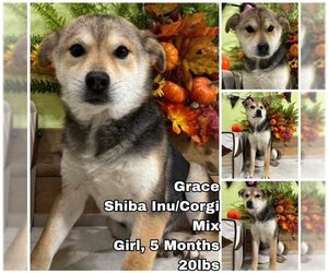 Pembroke Welsh Corgi-Shiba Inu Mix Dogs for adoption in Seattle, WA, USA