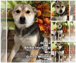 Small Photo #1 Pembroke Welsh Corgi-Shiba Inu Mix Puppy For Sale in Seattle, WA, USA