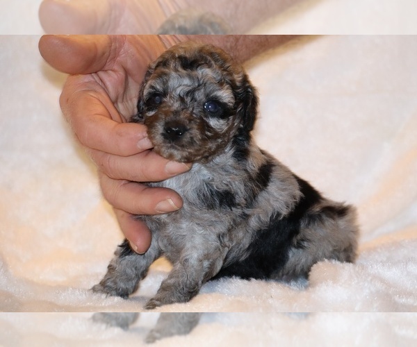 Medium Photo #1 Poodle (Toy) Puppy For Sale in DYERSBURG, TN, USA