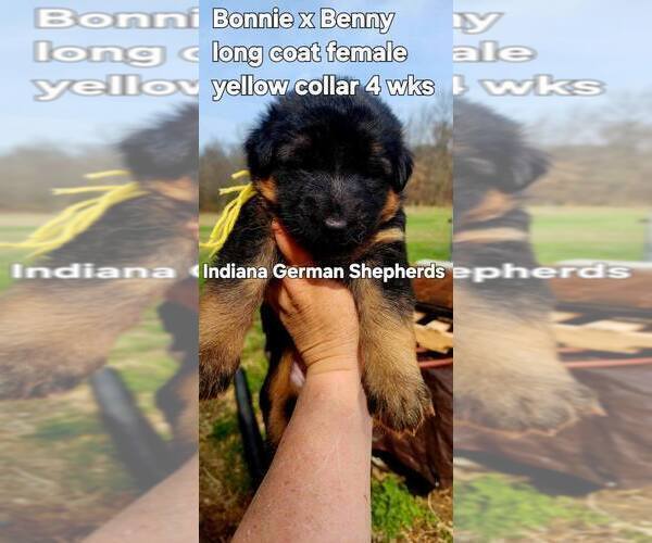 Medium Photo #3 German Shepherd Dog Puppy For Sale in CHRISNEY, IN, USA