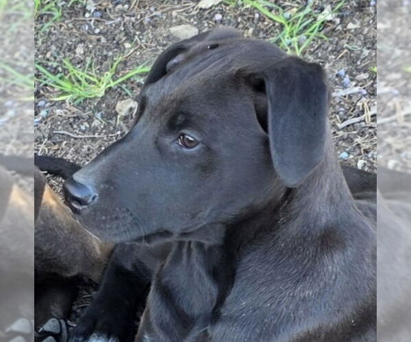 Medium Photo #1 Doberman Pinscher-Unknown Mix Puppy For Sale in Lake Forest, CA, USA