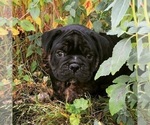 Small Photo #15 Olde English Bulldogge Puppy For Sale in POWAY, CA, USA