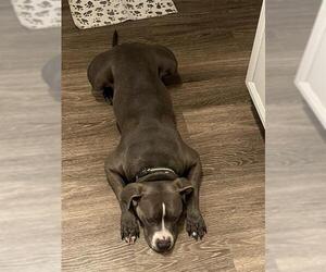 American Staffordshire Terrier Dogs for adoption in San Antonio, TX, USA