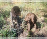 Small #50 German Shorthaired Pointer