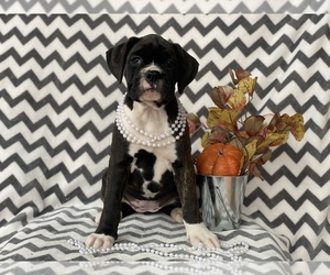 Boxer Puppy for sale in CEDAR LANE, PA, USA