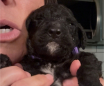 Small Photo #62 Bernedoodle Puppy For Sale in MOULTON, AL, USA
