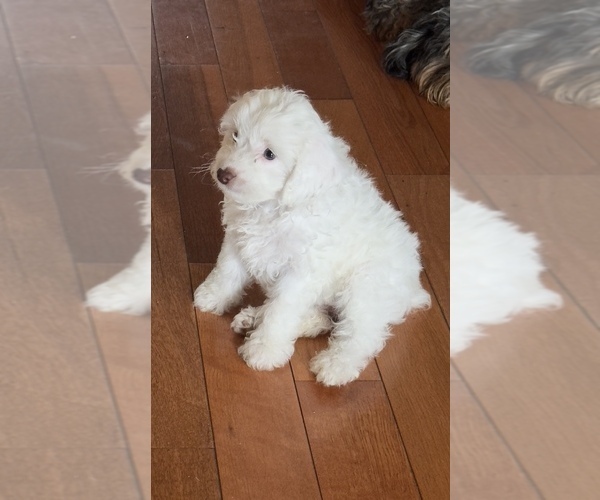 Medium Photo #5 Cocker Spaniel-Poodle (Miniature) Mix Puppy For Sale in PAINTSVILLE, KY, USA