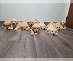 Small #5 Golden Retriever