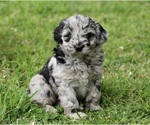 Small #2 Aussiedoodle Miniature 