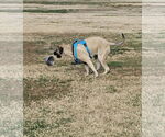 Small #5 Mastiff
