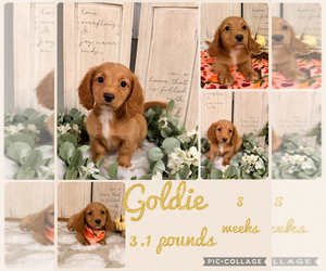 Dachshund Puppy for sale in NACOGDOCHES, TX, USA