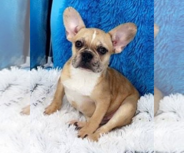 Medium Photo #2 French Bulldog Puppy For Sale in SANDY HOOK, KY, USA