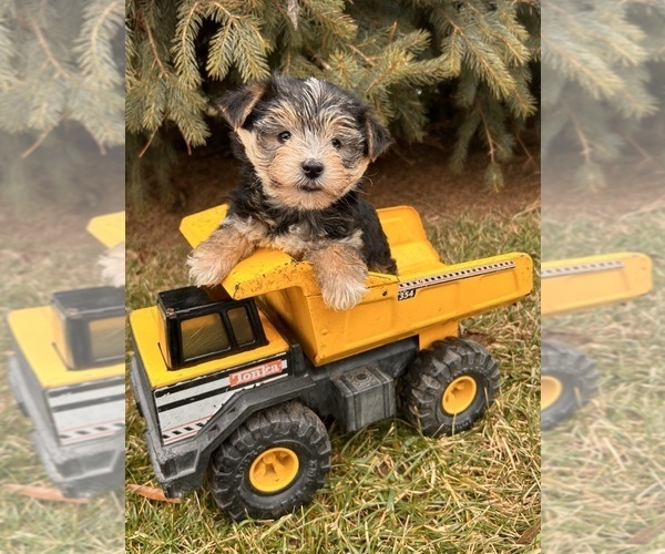 Medium Photo #1 Morkie Puppy For Sale in MIDDLEBURY, IN, USA