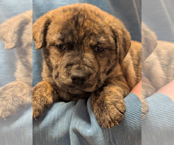 Medium Photo #1 American Staffordshire Terrier-Unknown Mix Puppy For Sale in Holly Springs, NC, USA