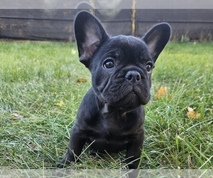 French Bulldog Puppy for sale in PROVIDENCE, RI, USA