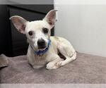 Small Chihuahua