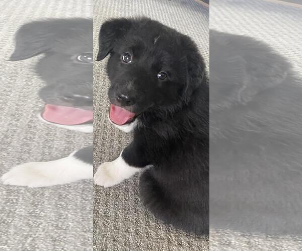 Medium Photo #2 Border Collie-Unknown Mix Puppy For Sale in Incline Village, NV, USA